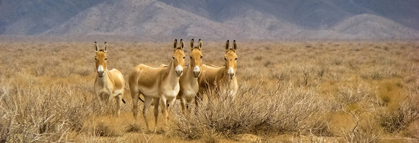 Parc naturel d'État de Badhyz